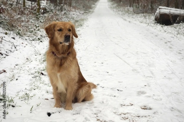Obraz Golden Retriever im Schnee