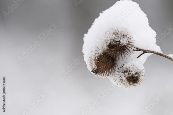 Obraz Distel mit Schneeflocken