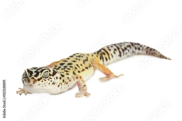 Fototapeta One beautiful gecko isolated on white. Exotic pet