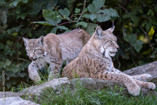 Obraz Luchs