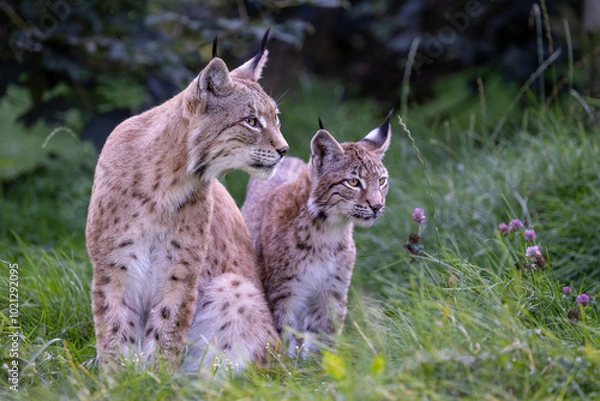 Fototapeta Luchs