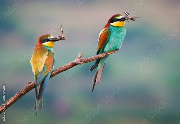 Obraz Two bee-eater