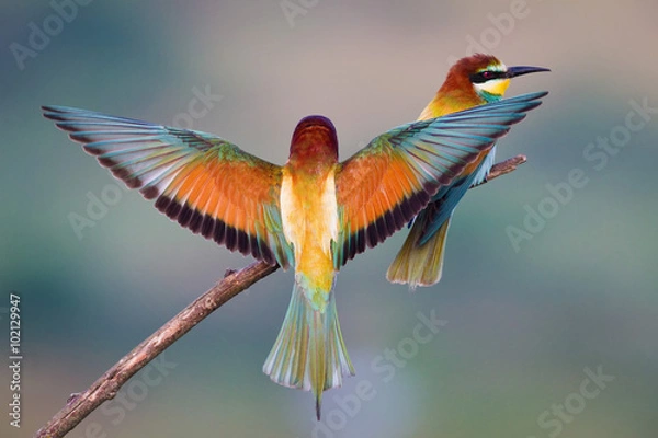 Obraz Bee-eater landing