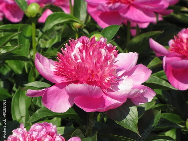 Fototapeta Bloooming pink peony flowers