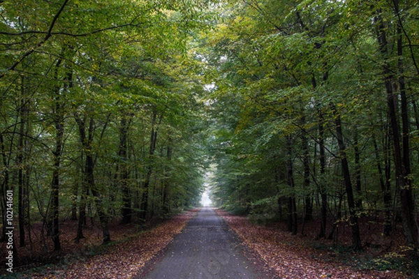 Fototapeta serie foret