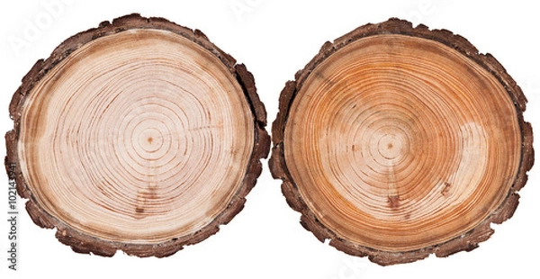 Obraz Okrągłe wycięte tło drewna