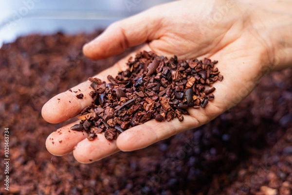 Fototapeta Chocolatier showing a handful of crushed cocoa beans, ready to be processed for making chocolate. Selective focus