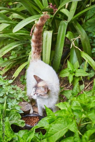 Fototapeta Gato comiendo