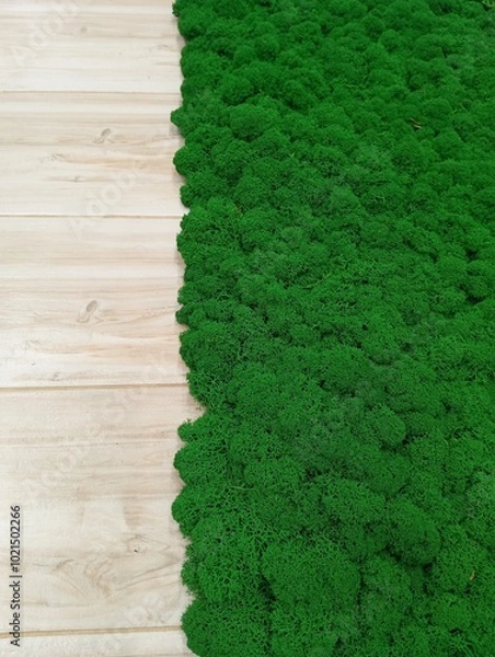 Fototapeta green grass on white background