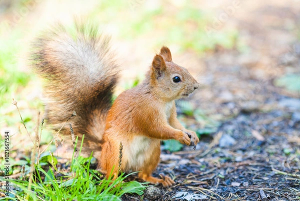 Fototapeta Red squirrel standing on the ground with its bushy tail raised
