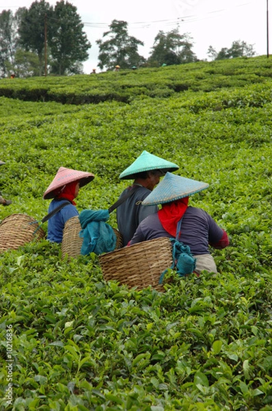 Obraz People picking up tea