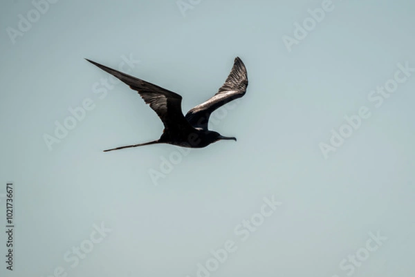 Fototapeta magnificent frigatebird bird in flight wings in Costa Rica