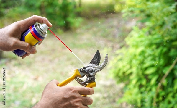 Obraz Man hands use lubricating oil spray to an old steel pruning shear prepare before pruning plants or garden tool maintenance concept.