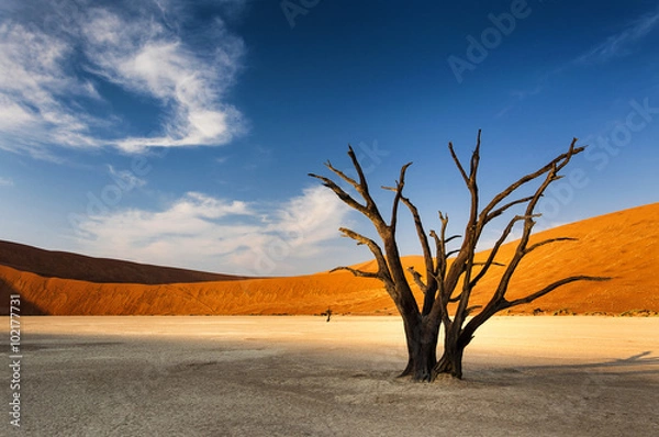 Fototapeta Martwe drzewo w Sossusvlei na pustyni Namib w Namibii