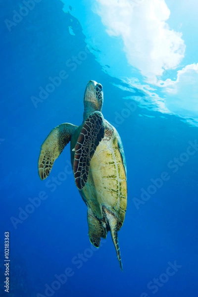 Obraz ウミガメ