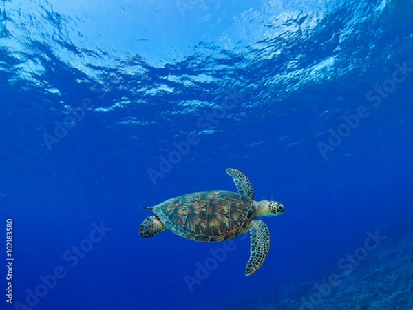 Obraz ウミガメ