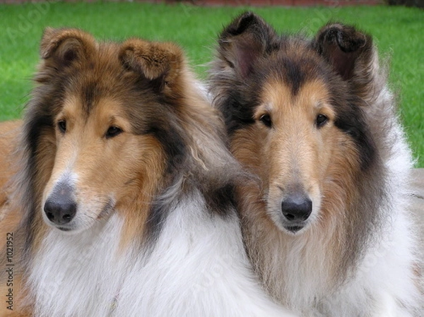 Obraz two sable collies