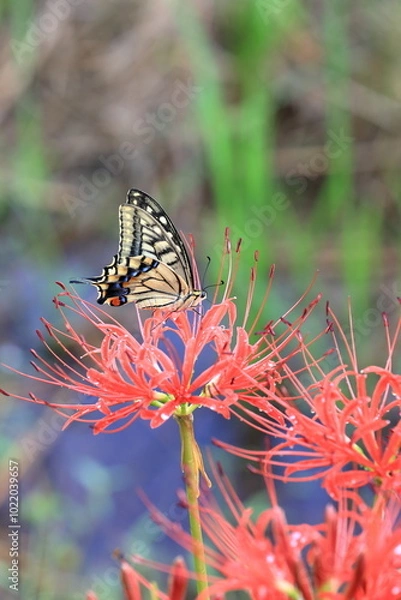 Obraz 彼岸花と蝶