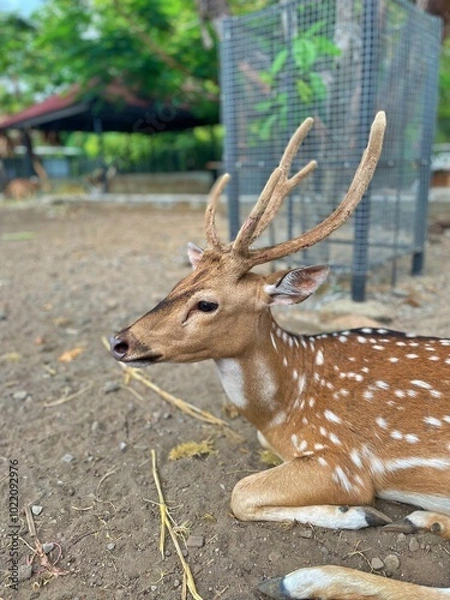 Obraz close up view of a deer sitting