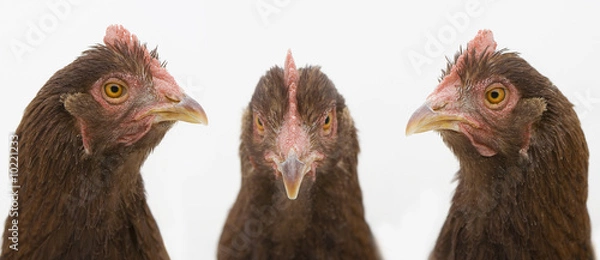 Fototapeta Three chicken faces on white background.