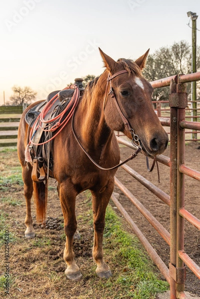 Fototapeta A bay horse with saddle and lariat, or lasso.