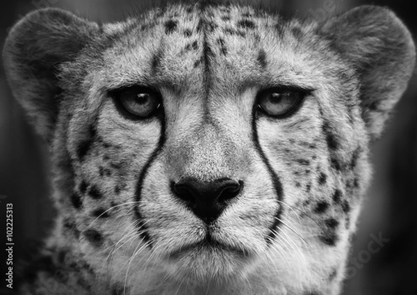 Obraz Cheetah, czarno-białe ujęcie głowy dorosłego geparda.