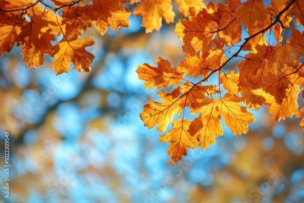 Obraz Fallen Leaves Season Background