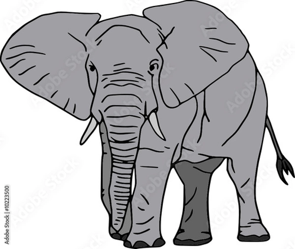 Obraz Vector -  elephant isolated on white background