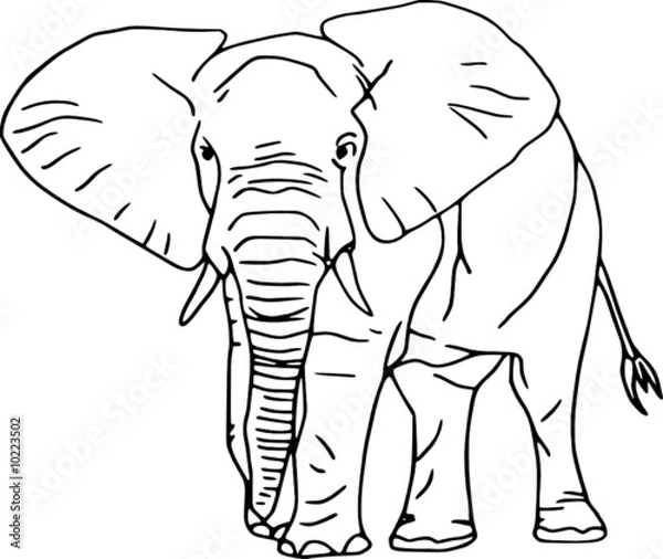 Obraz Zdjęcie Seryjne - Contour elephant isolated on white background