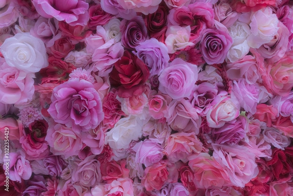 Fototapeta 【バラ】色とりどりの薔薇の絨毯