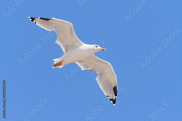 Obraz Seagull flying in a clear blue sky.