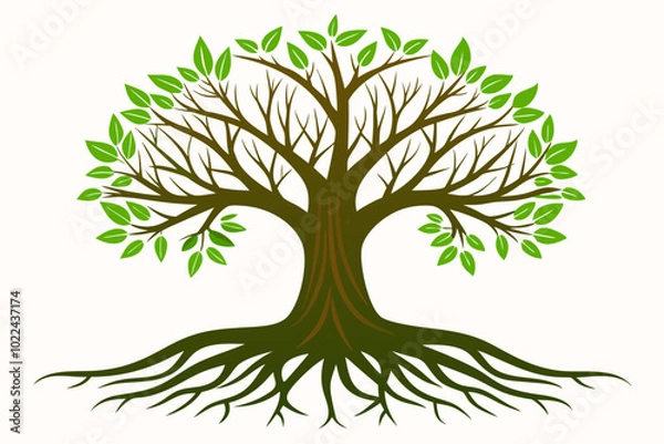 Fototapeta a tree with many roots on a white background
