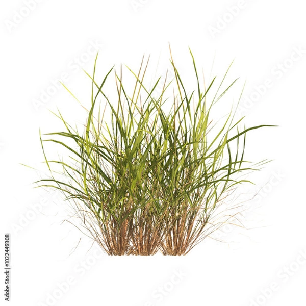 Obraz clump of green grass isolated on a transparent background. Isolated grass on transparent background. side view of clump of grass. Bunch of green grass isolated on transparent background. Grass PNG.
