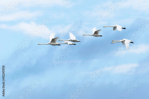 Obraz Latający łabędź