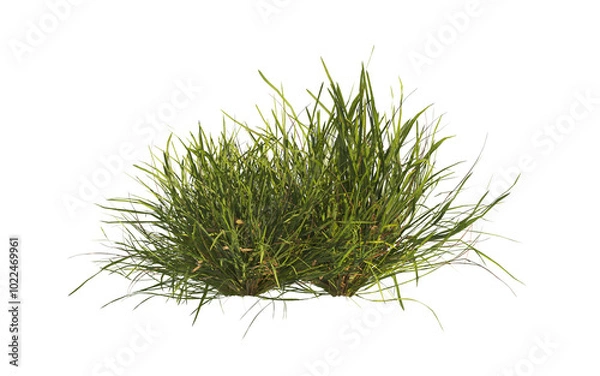 Obraz clump of  grass isolated on a transparent background. Isolated grass on transparent background. side view clump of grass. Bunch of green grass isolated on transparent background. Grass PNG. Lawn PNG.