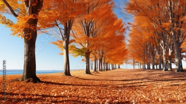 Fototapeta autumn beech tree