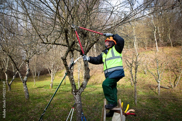 Obraz professional pruning