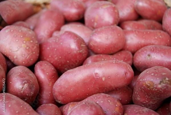 Obraz Pommes de terre