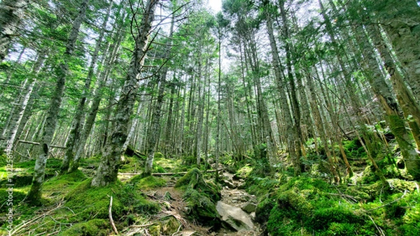 Obraz 北八ヶ岳の森　森林浴イメージ