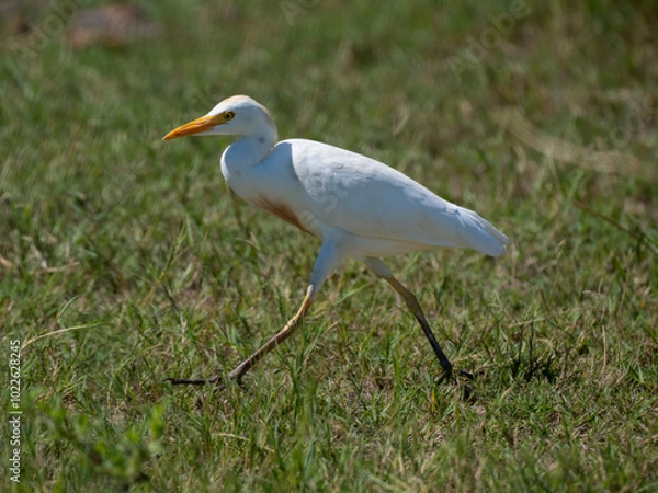 Obraz Kuhreiher (Bubulcus ibis)