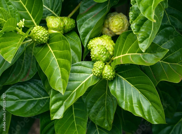 Obraz Drzewo noni, Morinda citrifolia