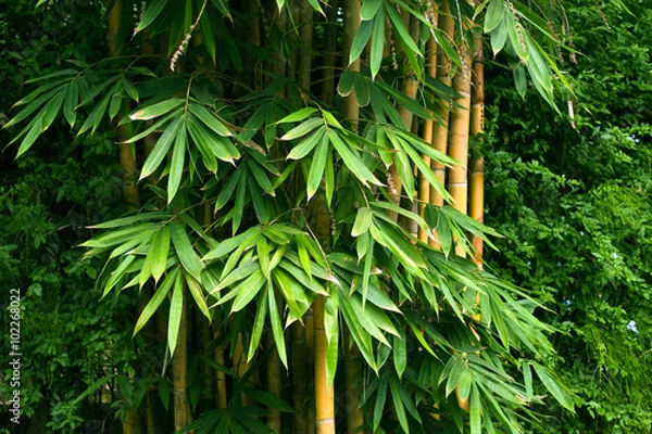 Obraz Bamboo