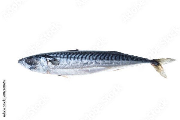 Obraz Fresh mackerel isolated white background