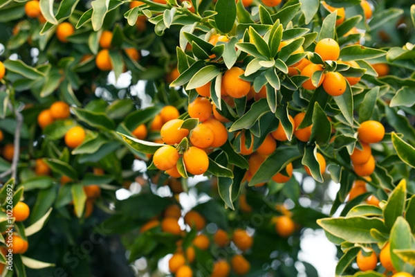 Obraz Kumquat tree branch