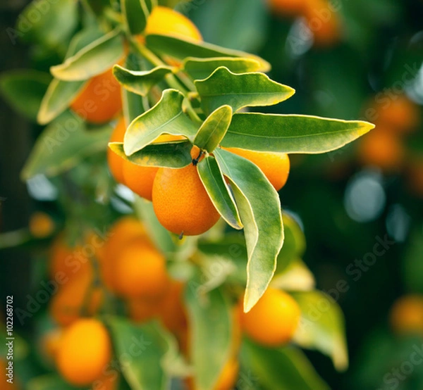 Obraz Kumquat tree branch