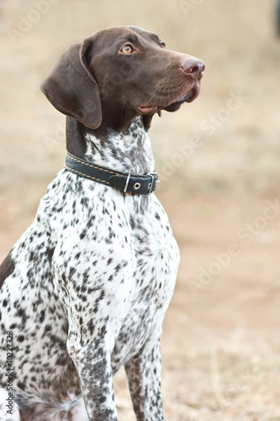 Obraz German shorthaired pointer dog sitting in field