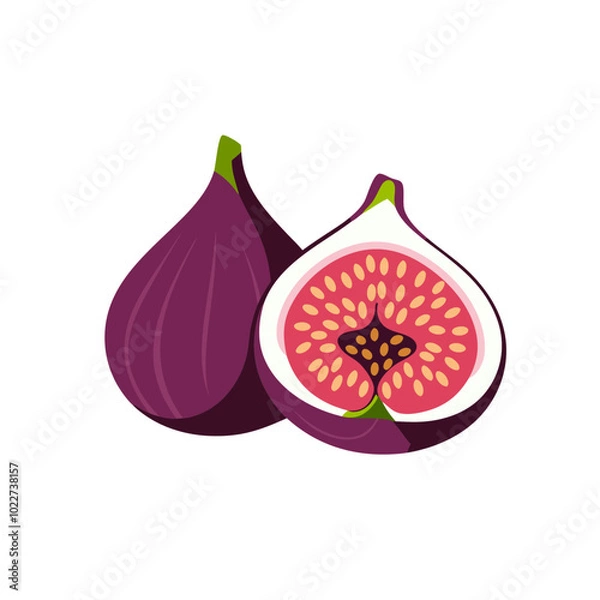 Obraz Fig Fruit and slice vector illustration