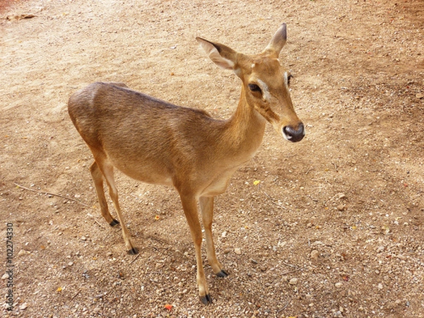 Obraz タイの鹿