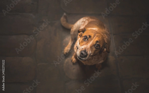 Fototapeta Dog looking up to his owner