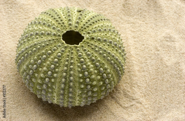 Obraz green sea urchin